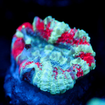 JC Tiger Acan