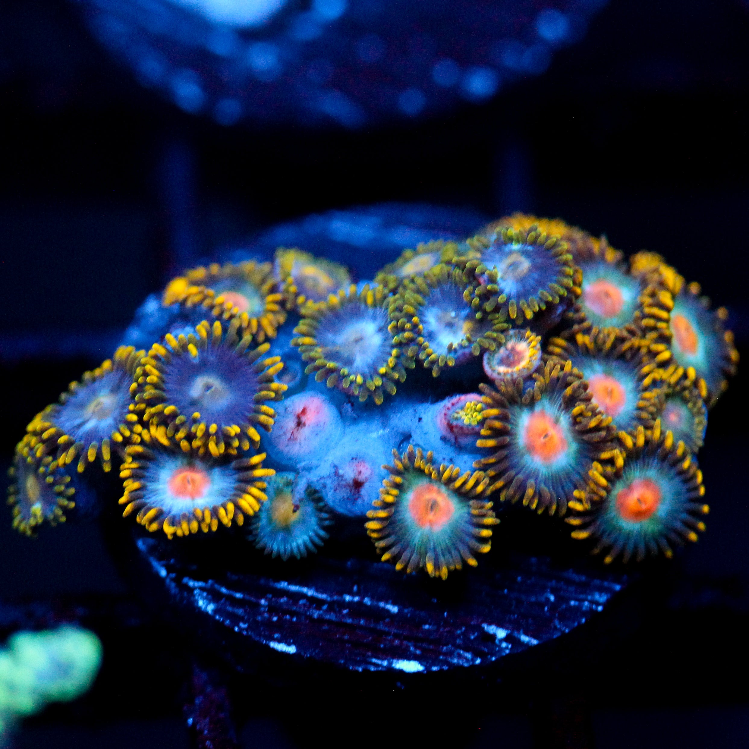 JC Saturn Zoanthid