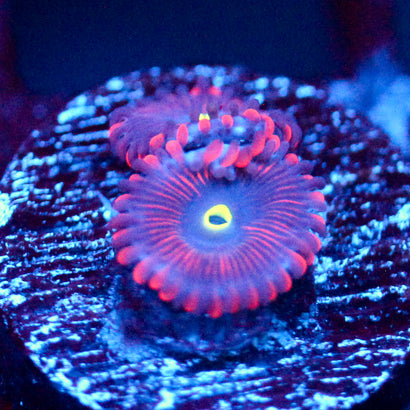 JC Purple People Eater