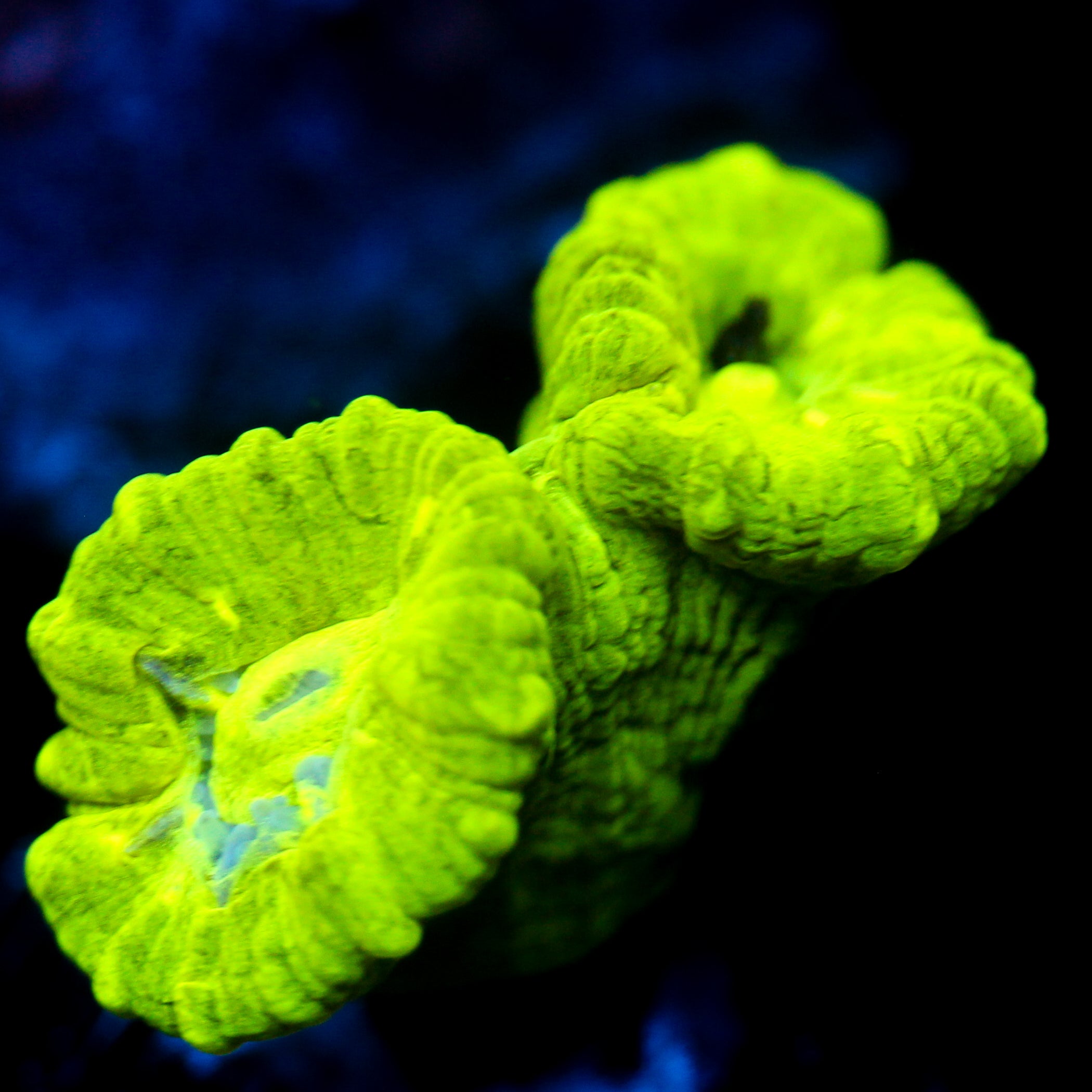JC Neon Trumpet Coral