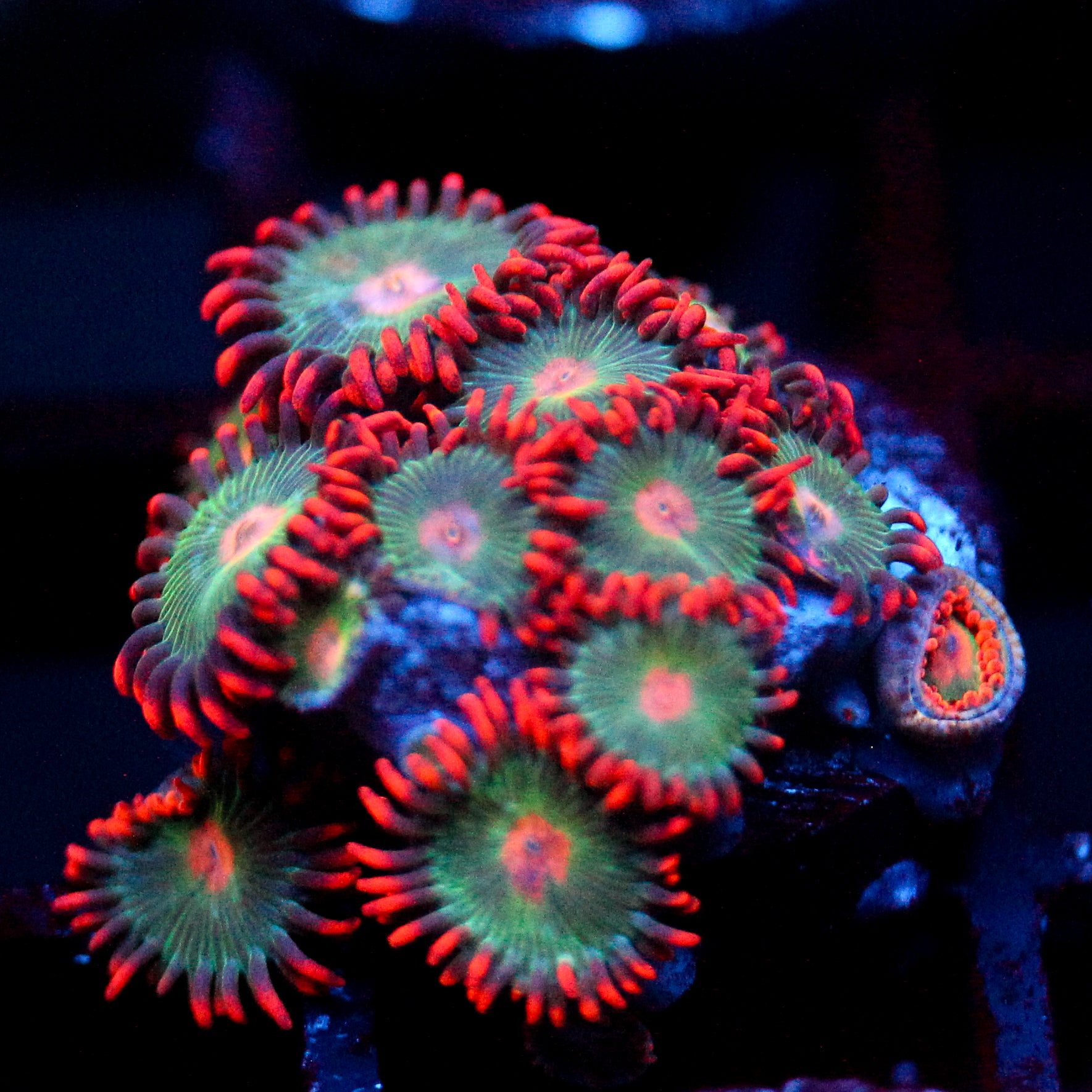 JC Gatorade Zoanthids Mix