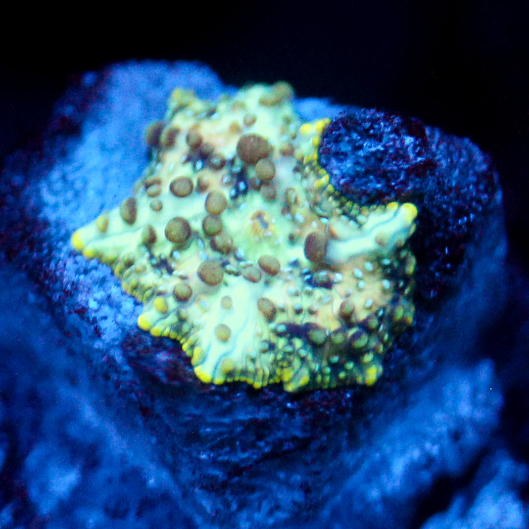 JC Mint Cheetah Discosoma