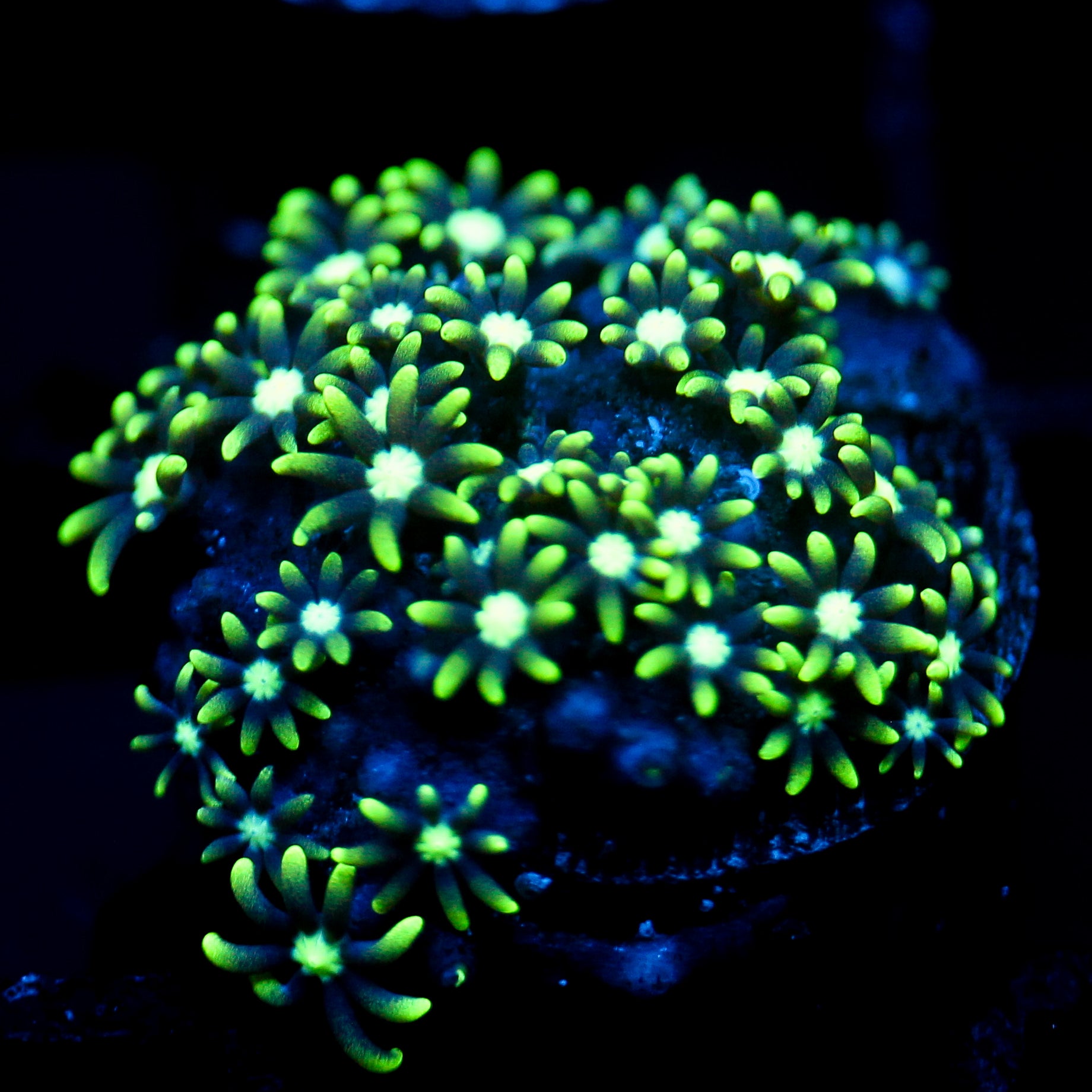 JC Star Polyp