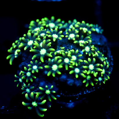 JC Star Polyp