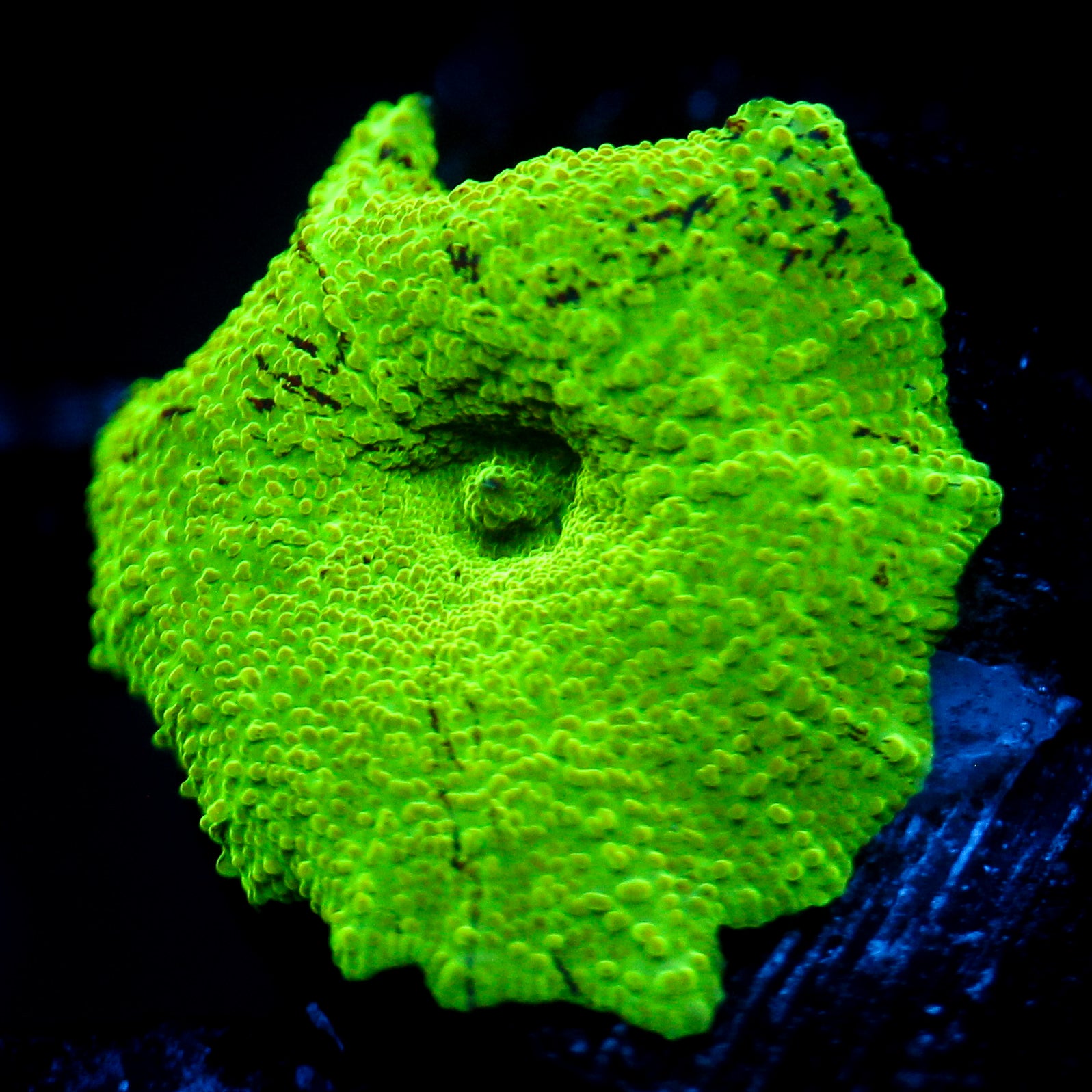 JC Ultra Eclectus Green Takeover