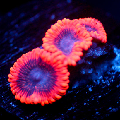 JC Utter Typhloshion Zoanthid