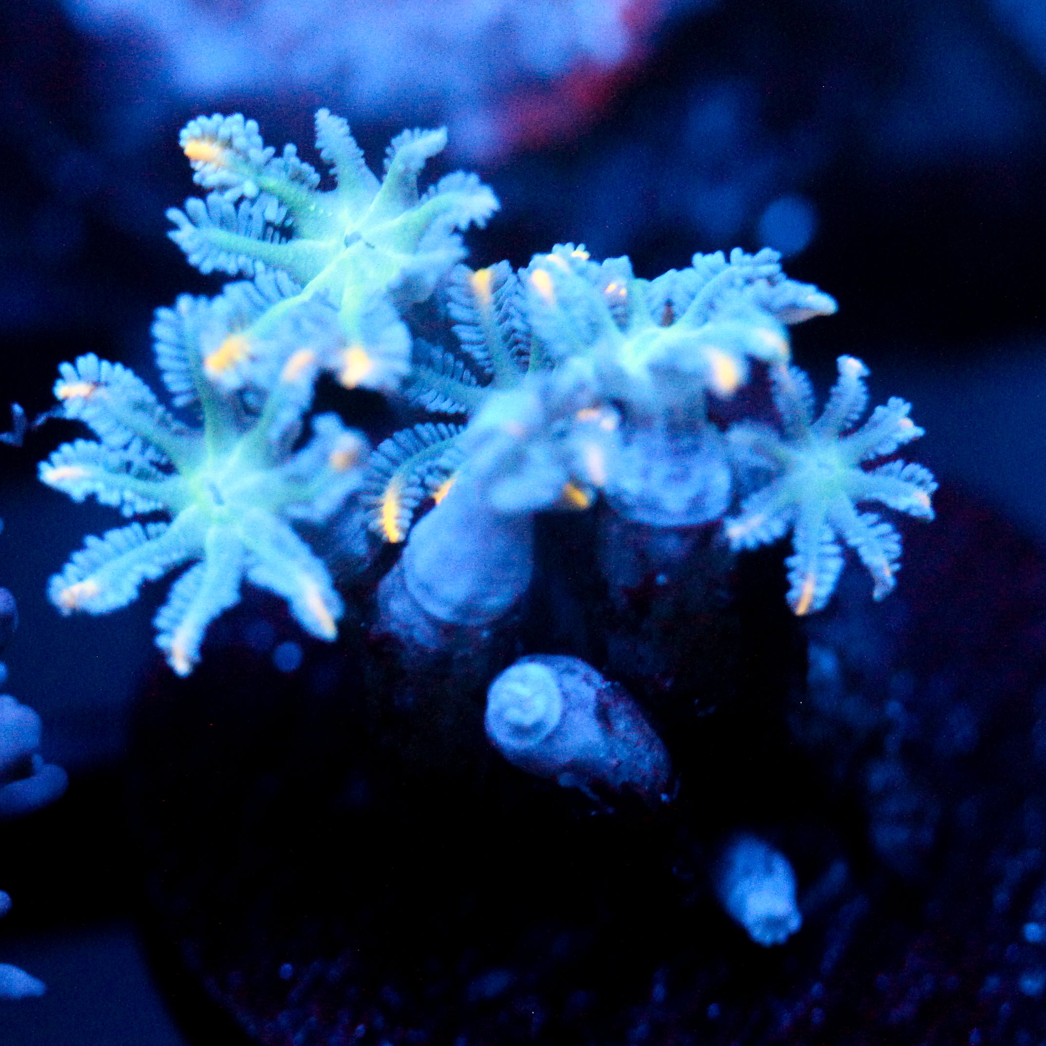 JC Orange Tip Clove Polyp