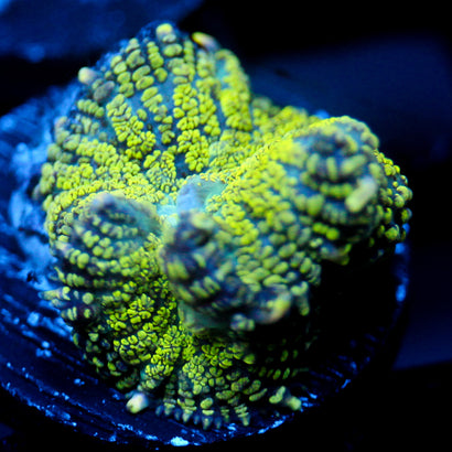 JC Uranium Fever Rhodactis