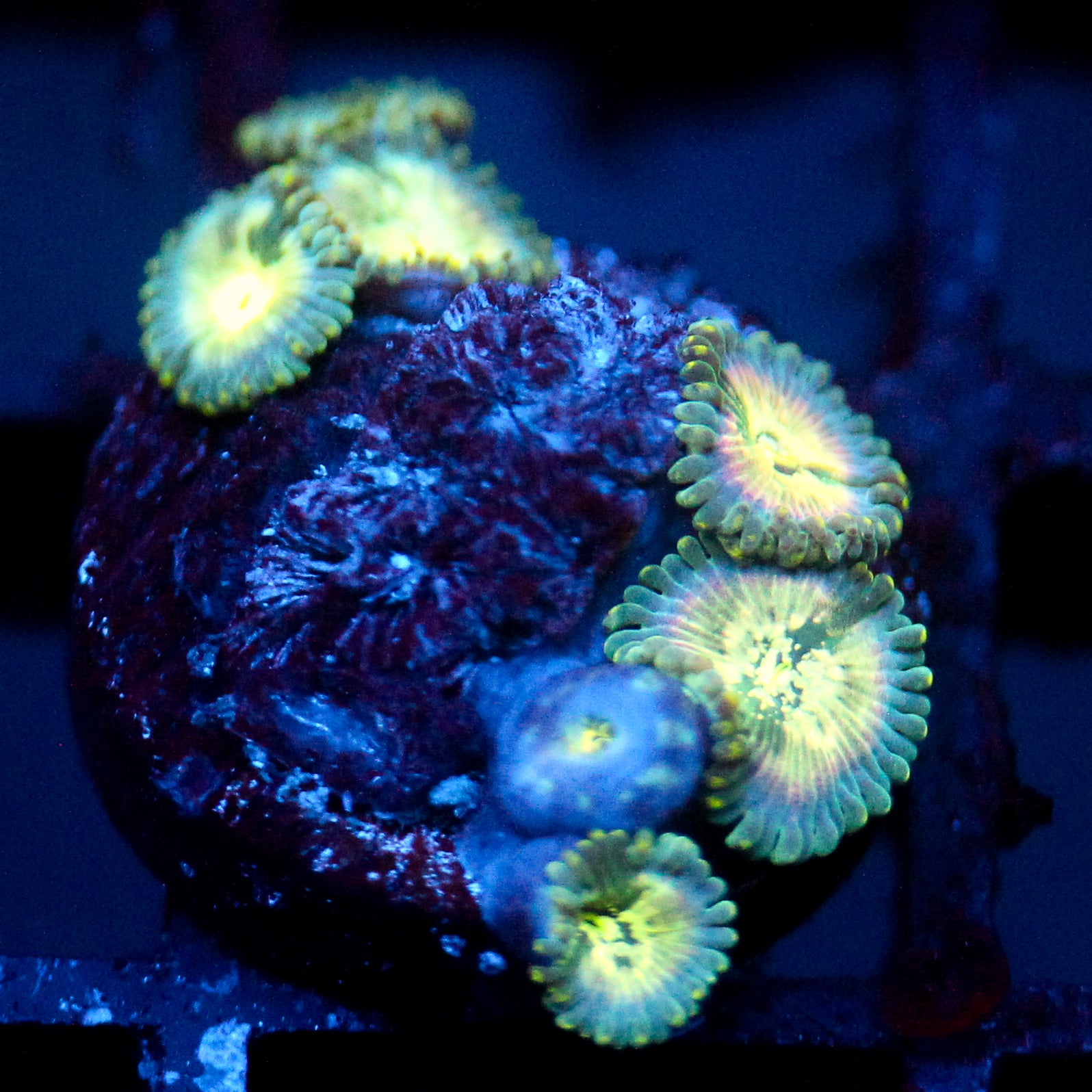 JC Hawaiian Ding Dang Zoanthid