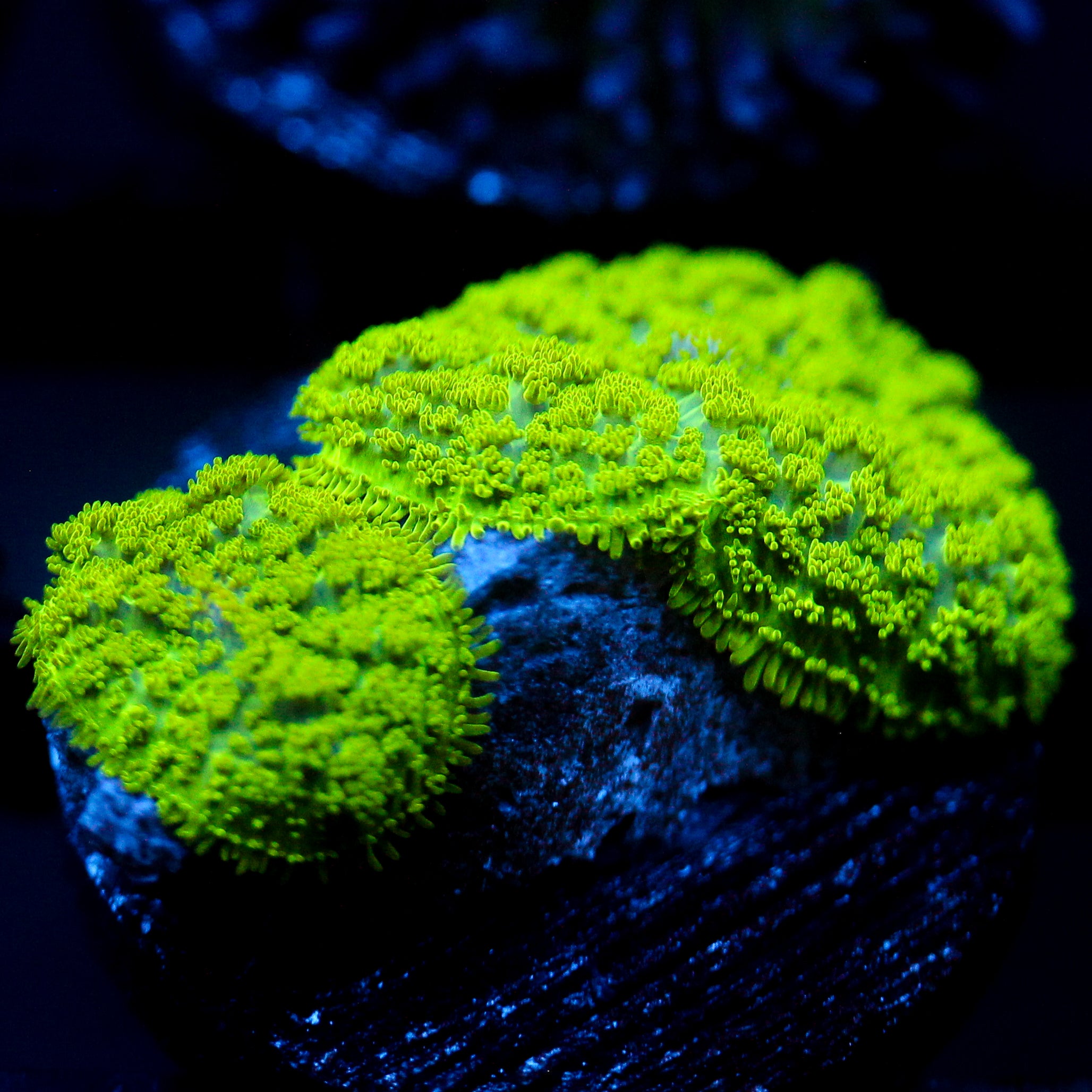 JC Neon Green Rhodactis