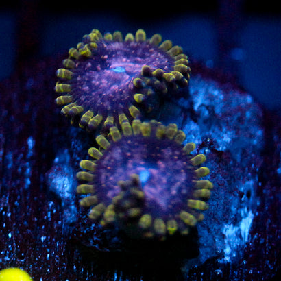 JC Purple Monster Zoanthid