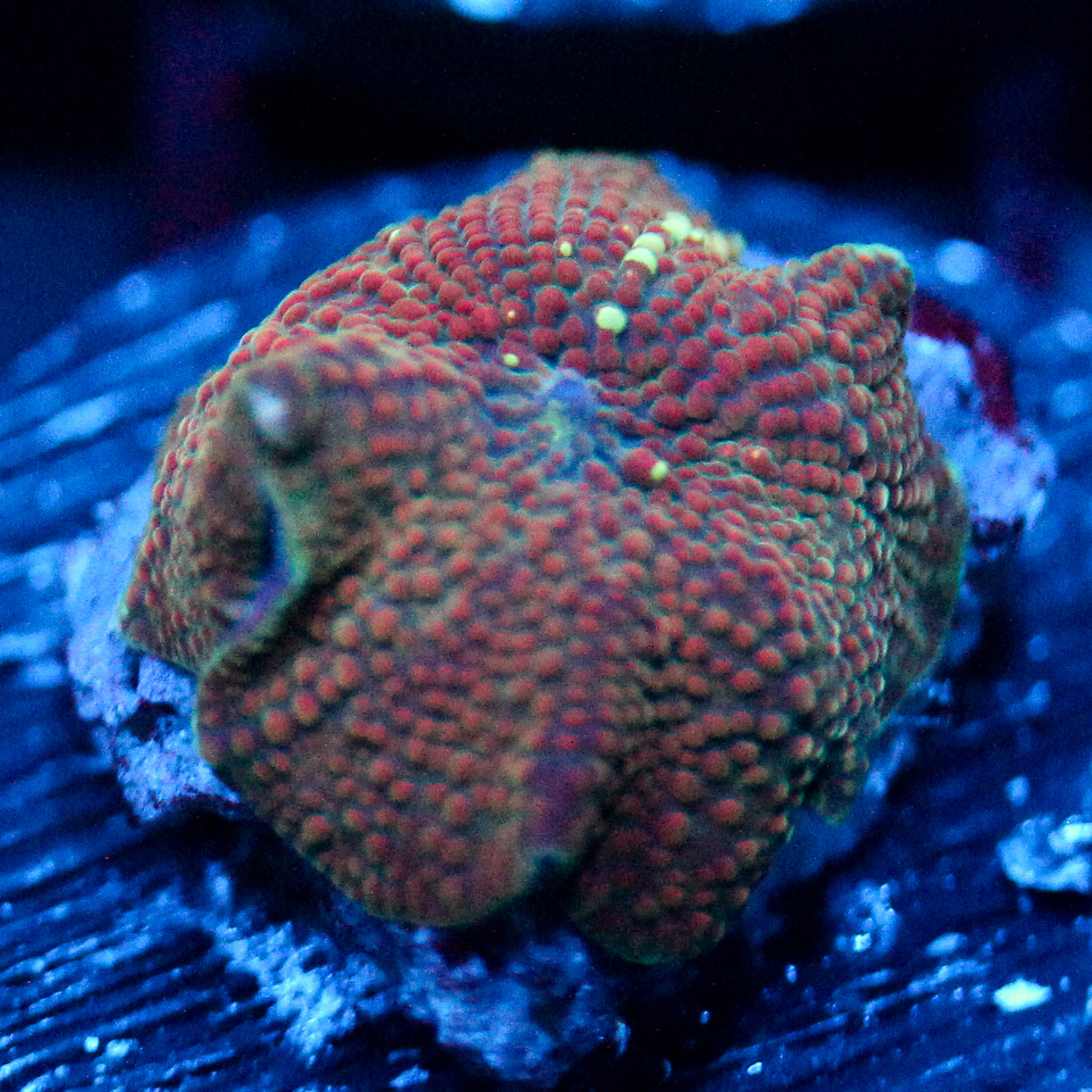 JC Interstellar Discosoma
