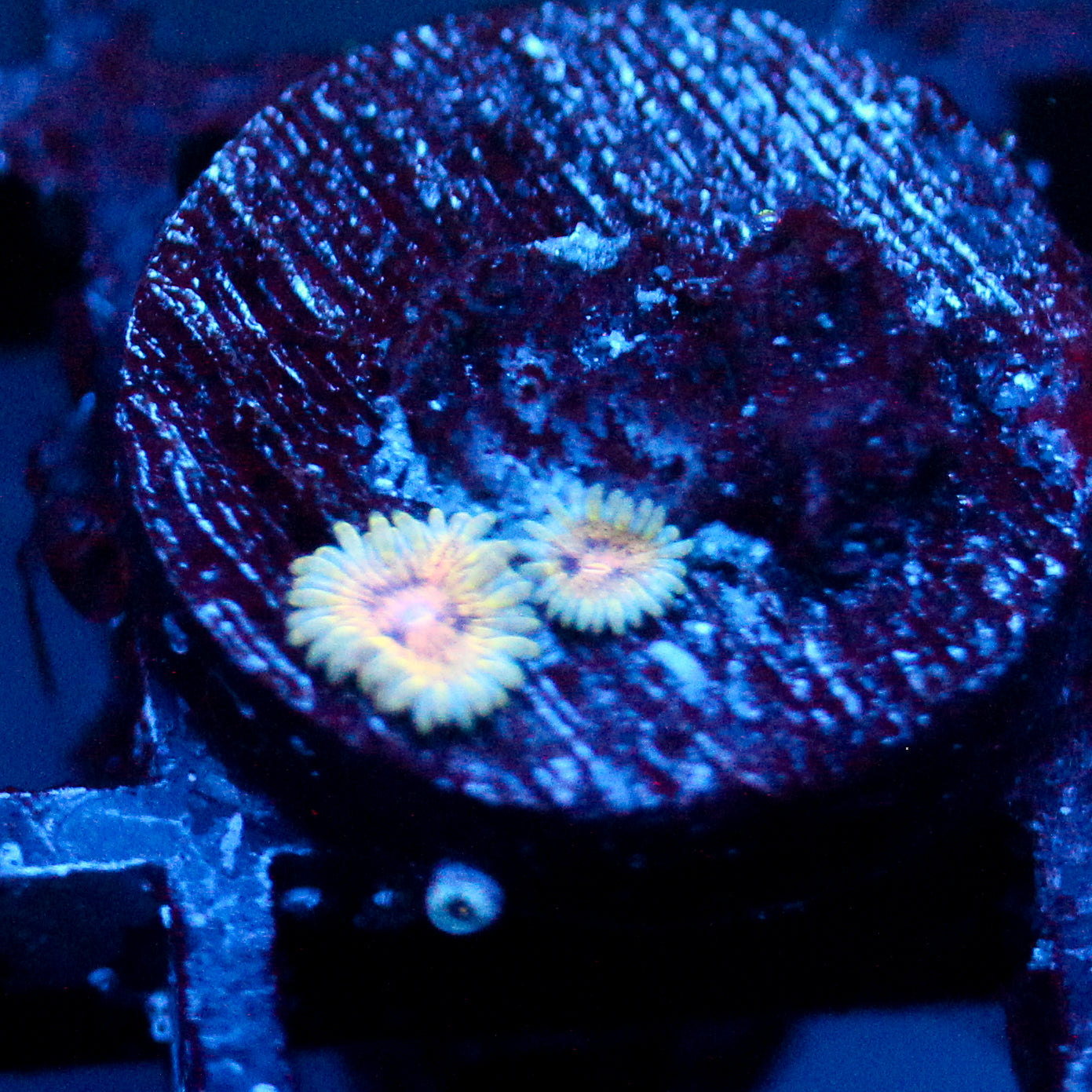 JC Oceanside Zoanthid