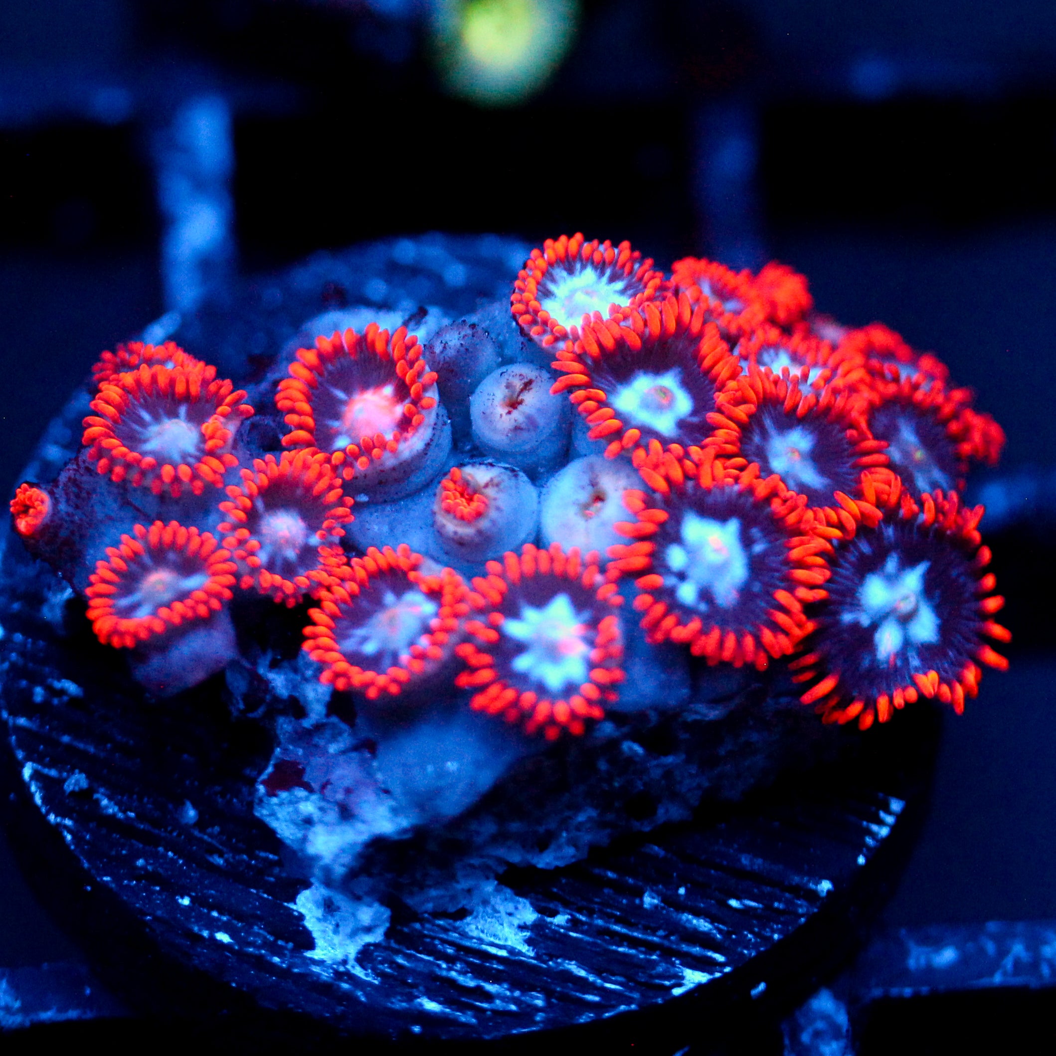 JC Edge of Reality Zoanthid