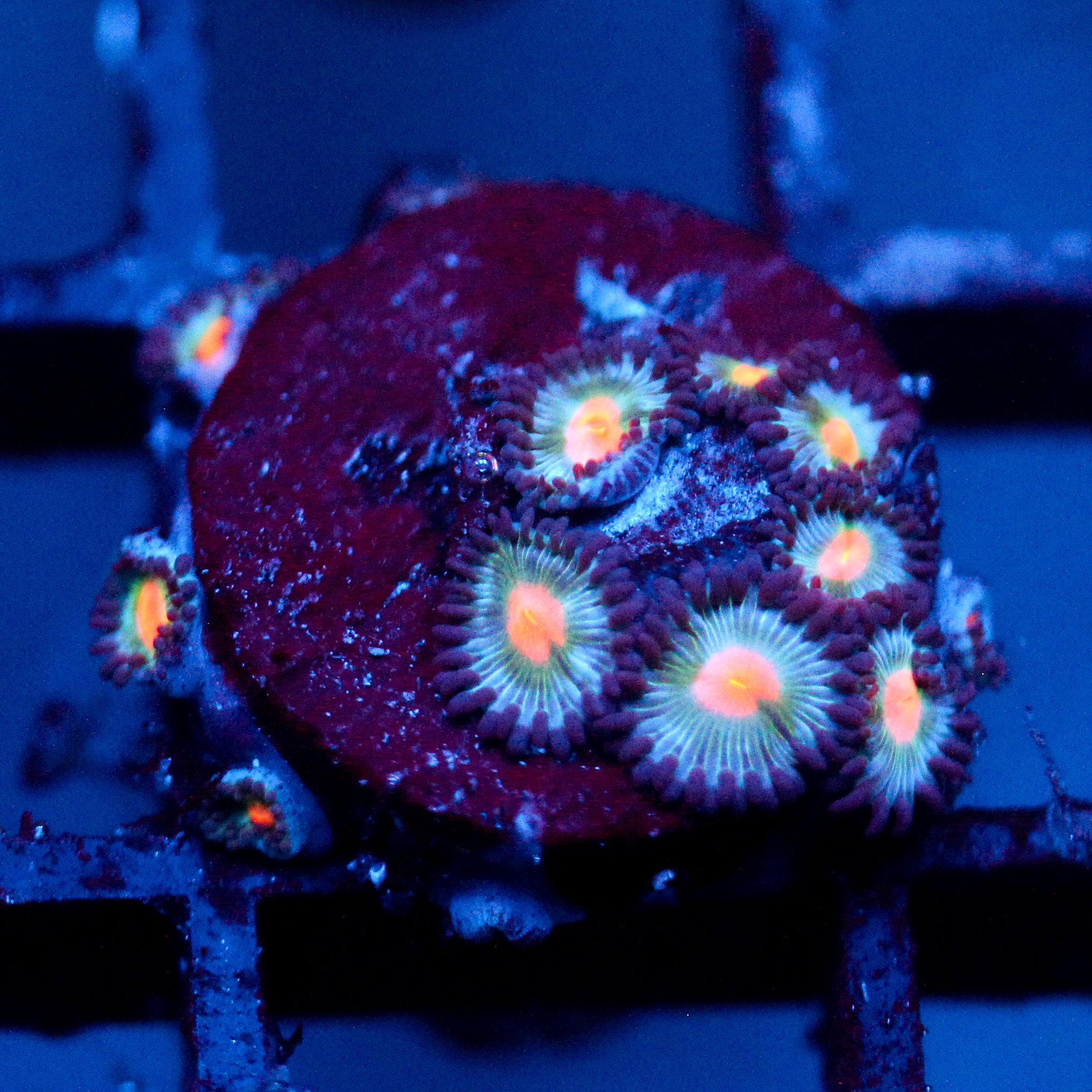 JC Blue Raven Zoanthid