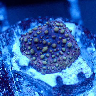 JC Lava Lamp Discosoma