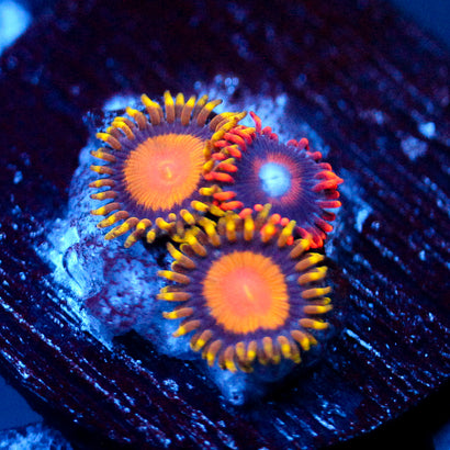 TSA Florida Orange Zoanthid