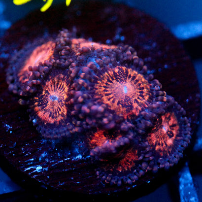 JC Speckled Kraze Zoanthid
