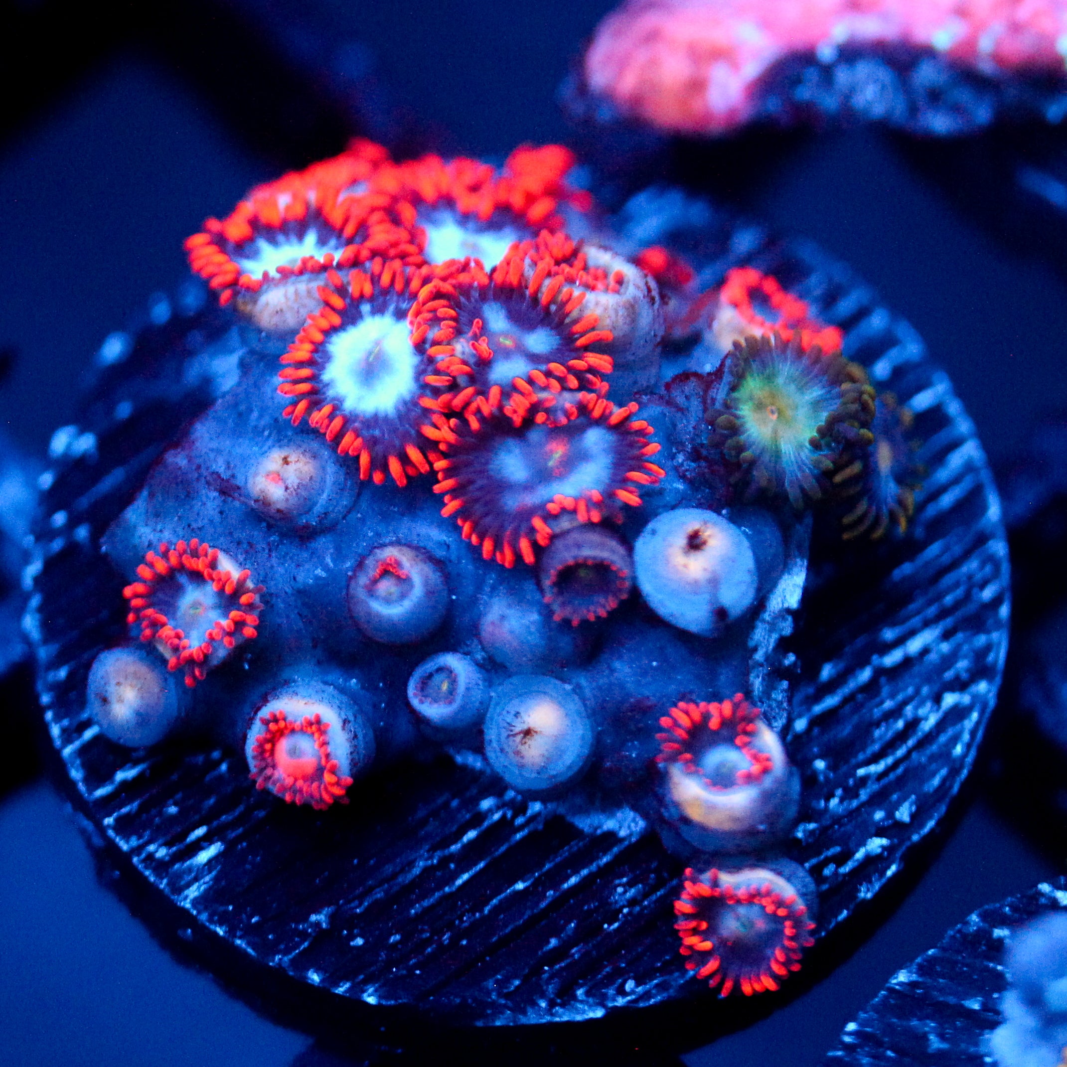 JC Zoa Garden Seed