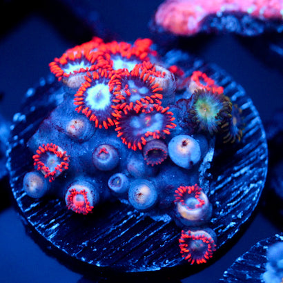 JC Zoa Garden Seed