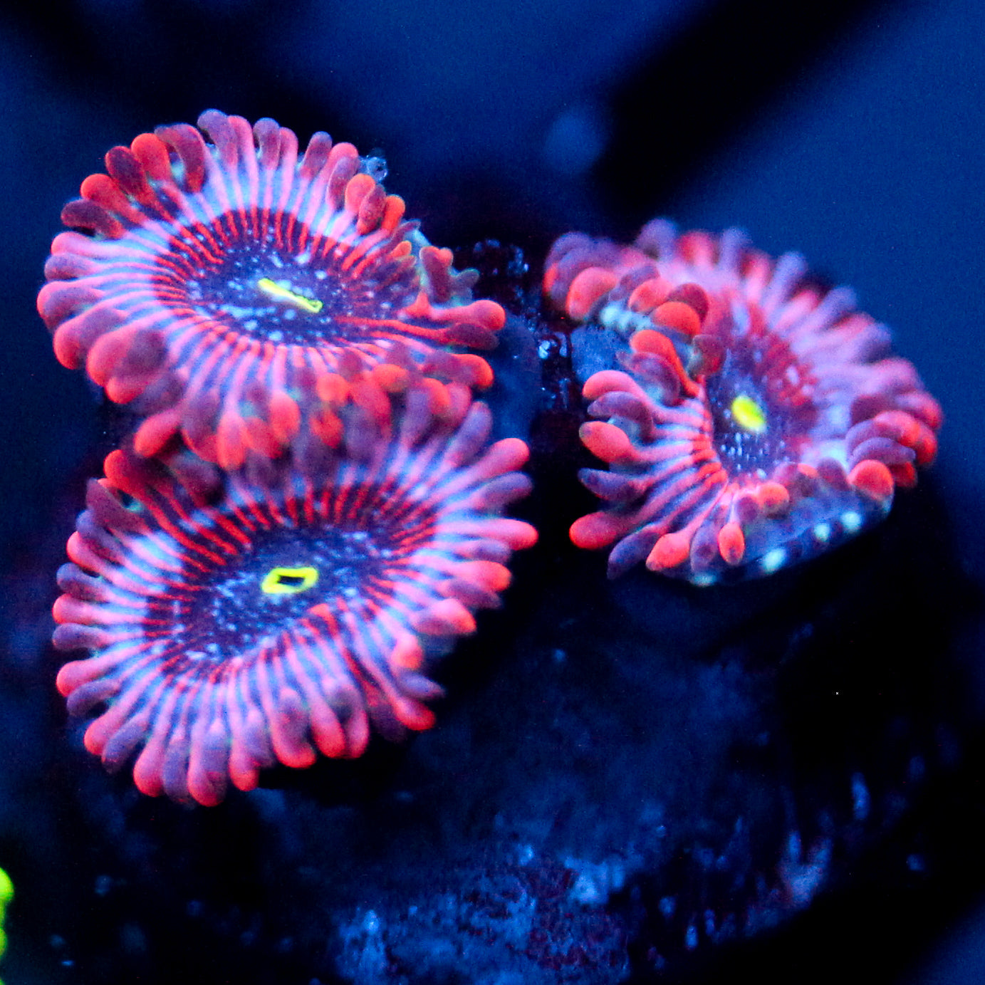 JC Agave Zoanthid (last one)