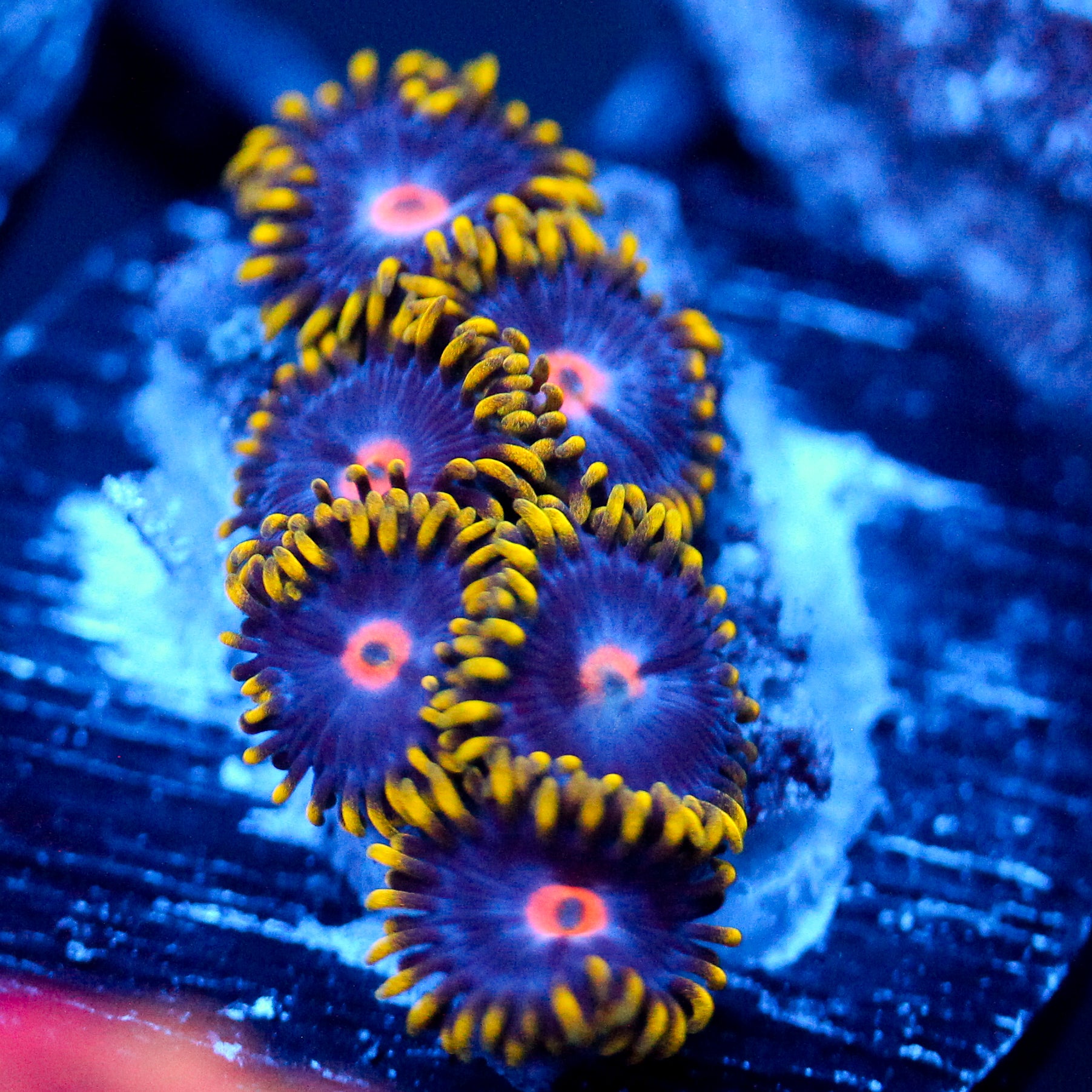 JC Gold Blush Zoanthid