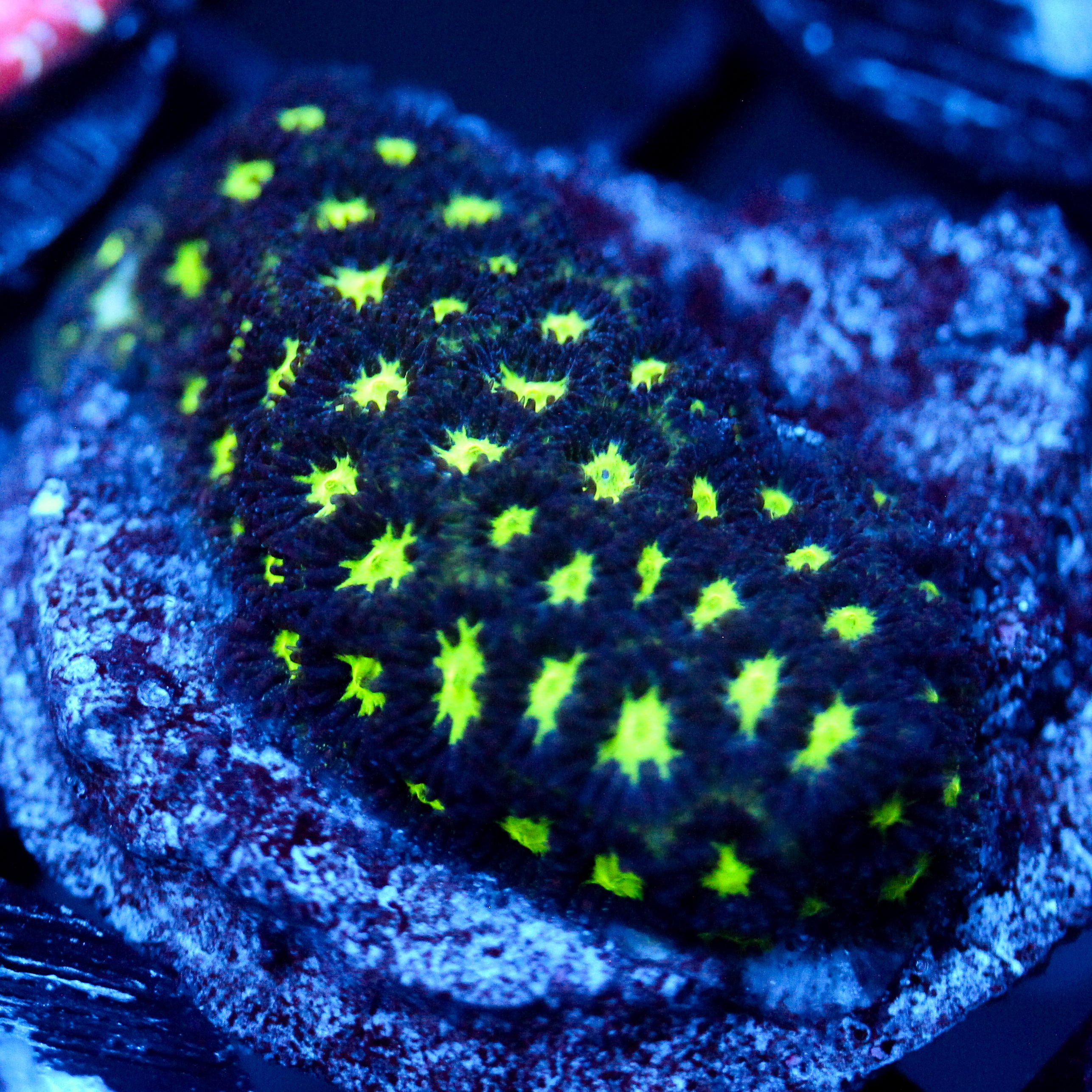 JC Blue Hype Leptastrea