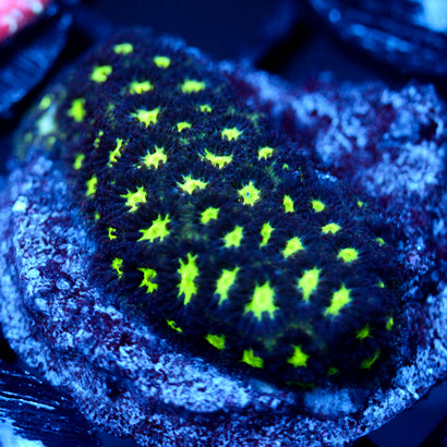 JC Blue Hype Leptastrea