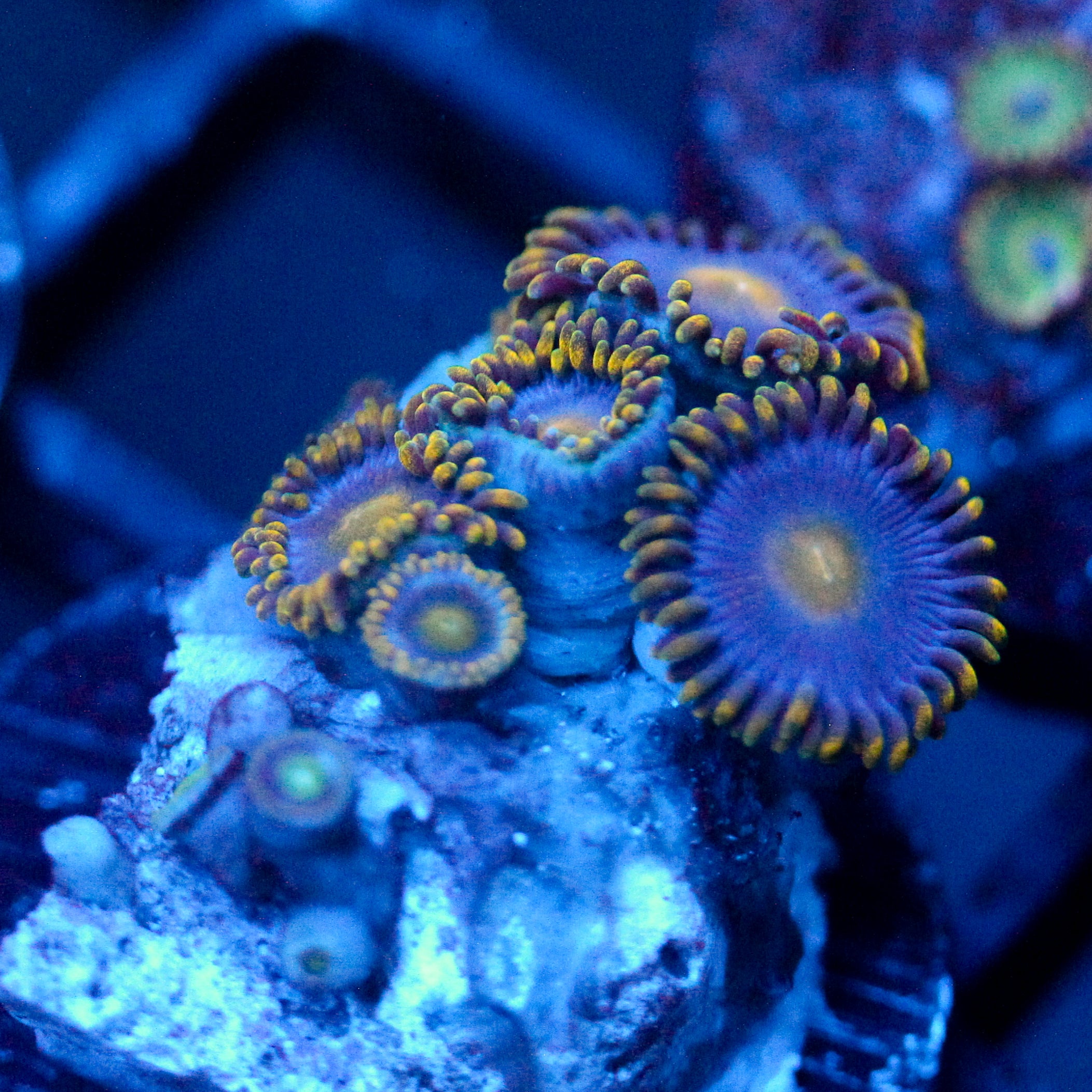 JC Gold Robber Zoanthid