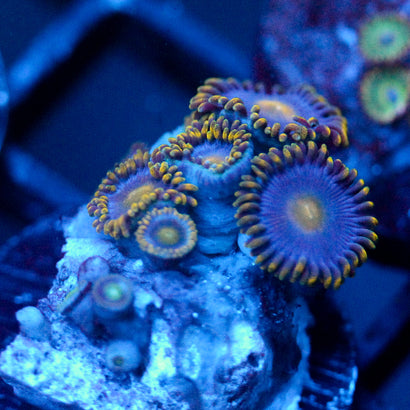 JC Gold Robber Zoanthid