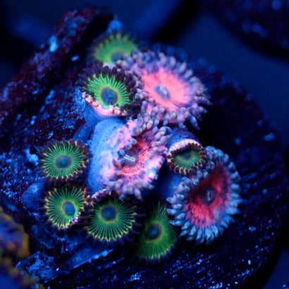 JC Pink Insanity Zoanthid Mix