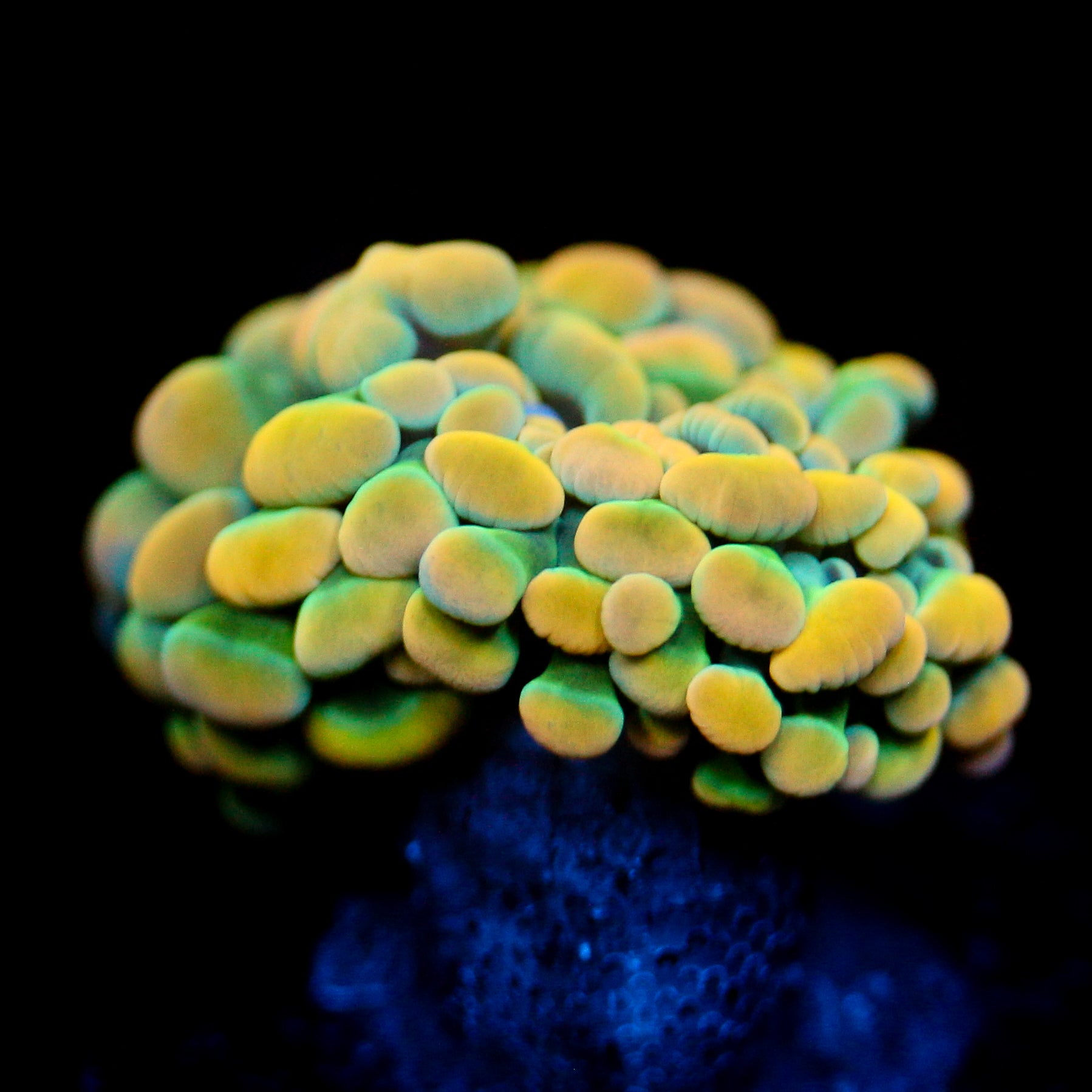 JC Rainbow Gold Hammer