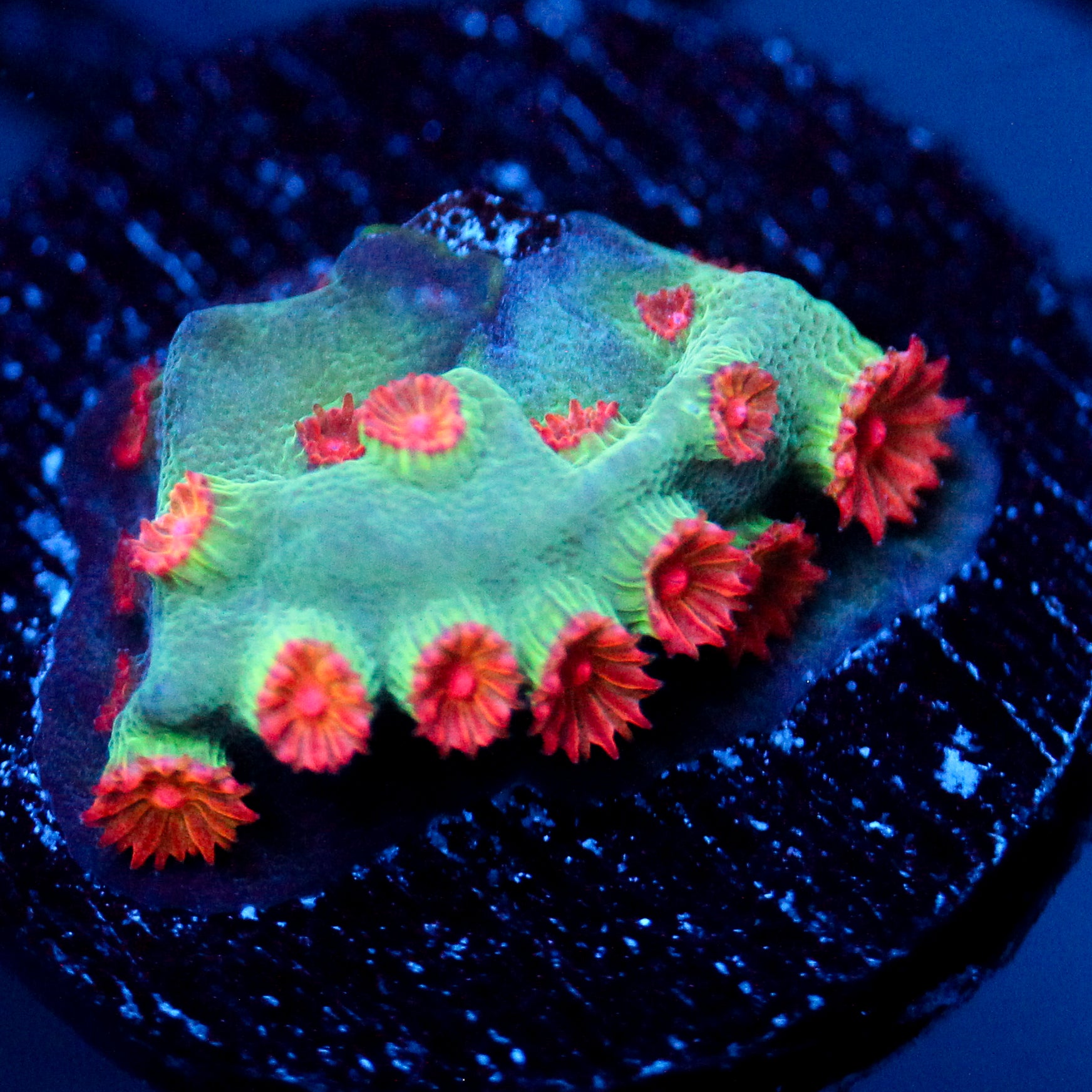 JC Meteor Shower Cyphastrea (Last one)