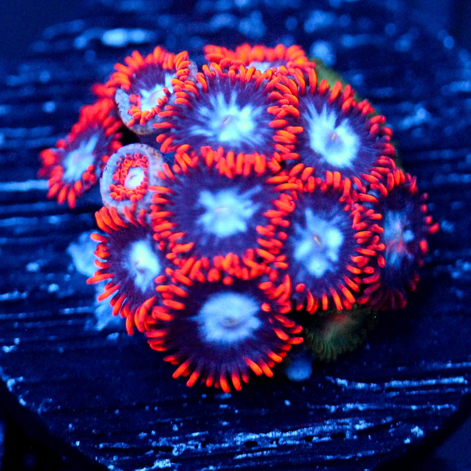 JC Red Menace Zoanthid