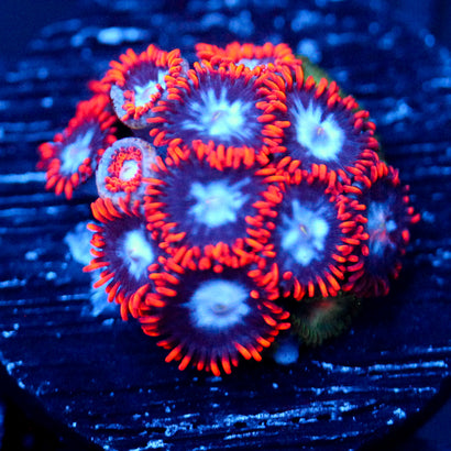 JC Red Menace Zoanthid