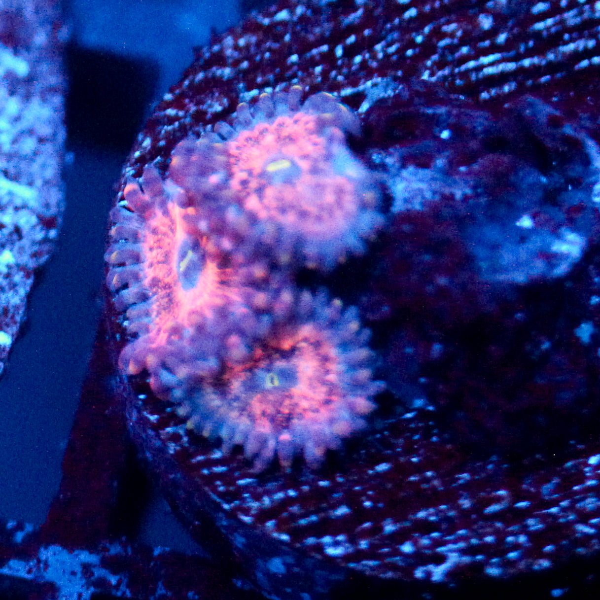 JC Amber Bliss Zoanthid