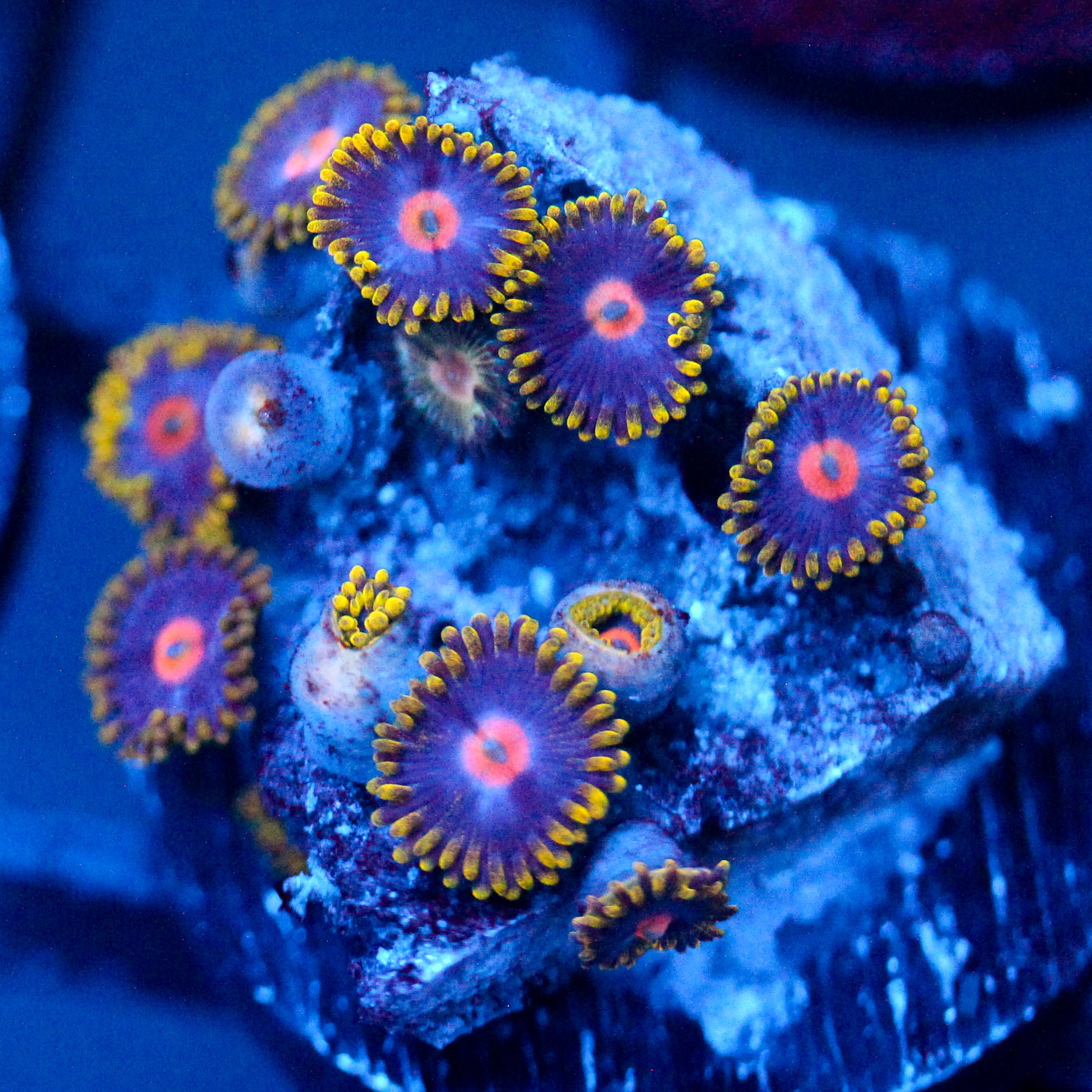 JC Gold Burn Zoanthid