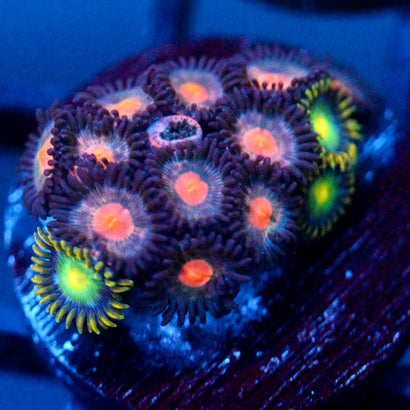 JC Plumb Insanity Zoanthid Mix