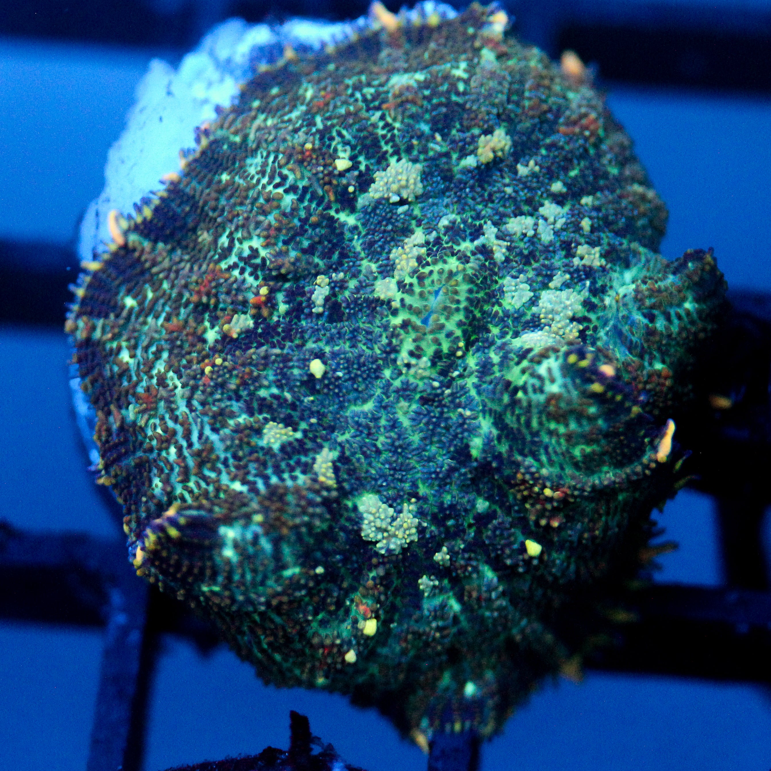 JC Flipside Rhodactis