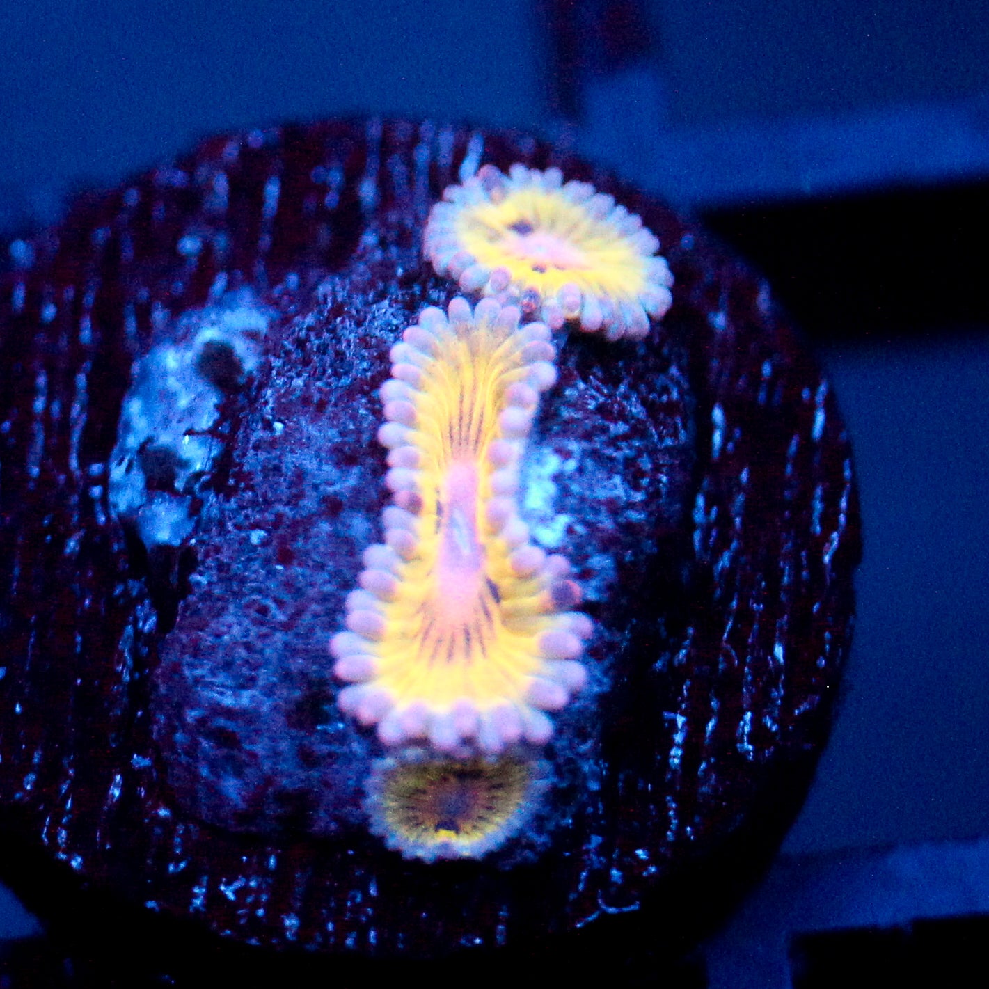 JC Stratocasters Zoanthid