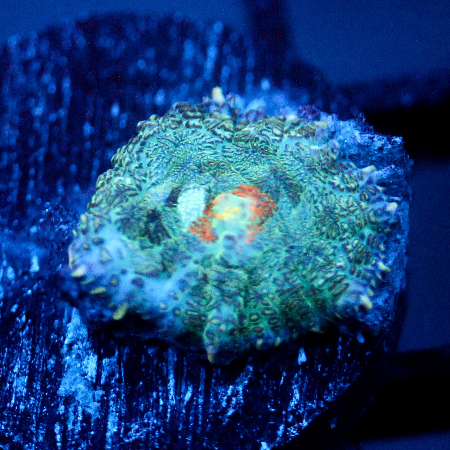 JC Gold Gobbler Rhodactis