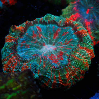 JC Bleeding Apple Acanthophyllia