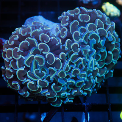 Turquoise Hologram Wall Hammer