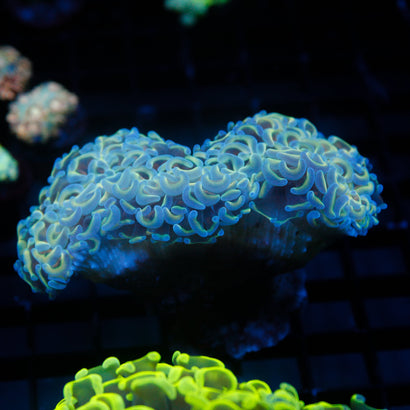 Hologram Wall Hammer