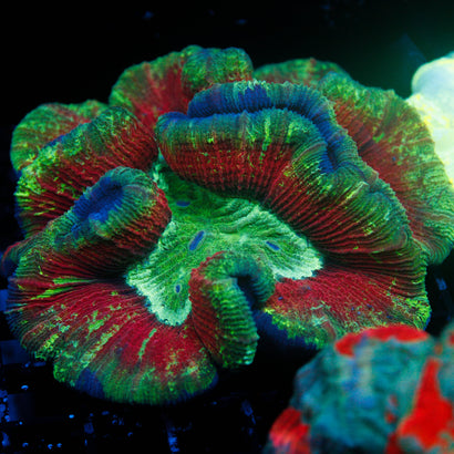 Ultra Rainbow Trachy