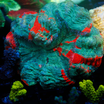 Ultra Warpaint Acanthophyllia