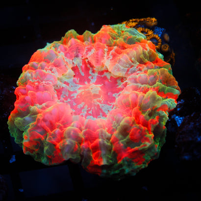 Ultra Rainbow Acanthophyllia