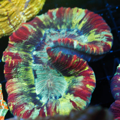 JC Ultra Rainbow Trachy