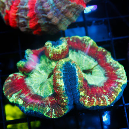 Ultra Rainbow Trachy