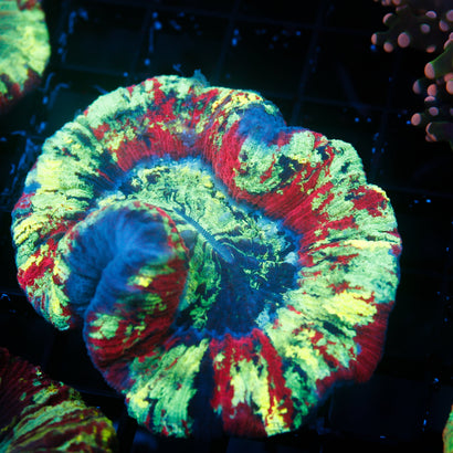 Ultra Rainbow Trachy